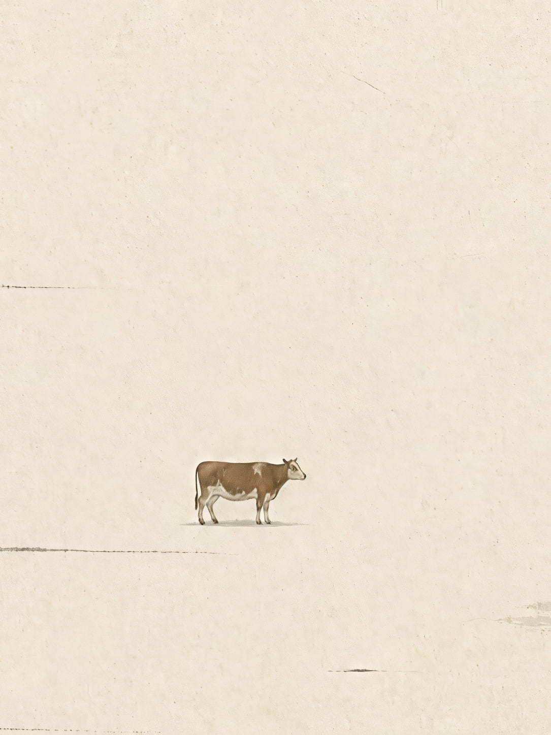 Detail a taille reelle du tirage, affiche animaliere la vache brune dans la brume