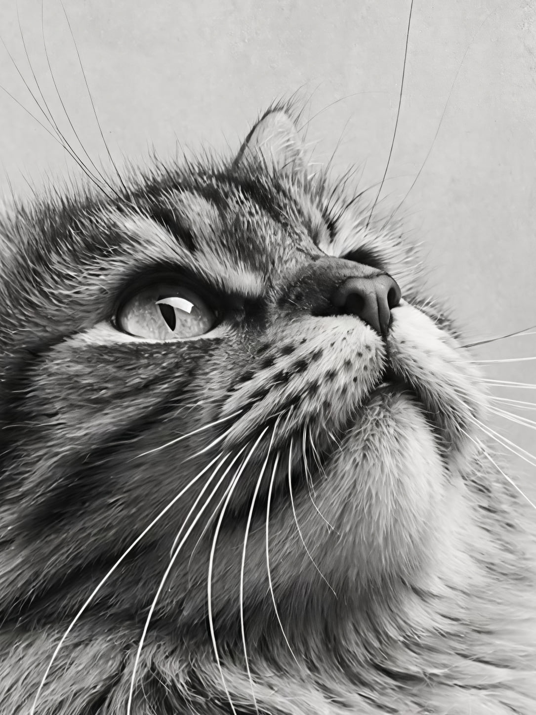 Detail a taille reelle du tirage, affiche animaux chat et papillon en noir et blanc