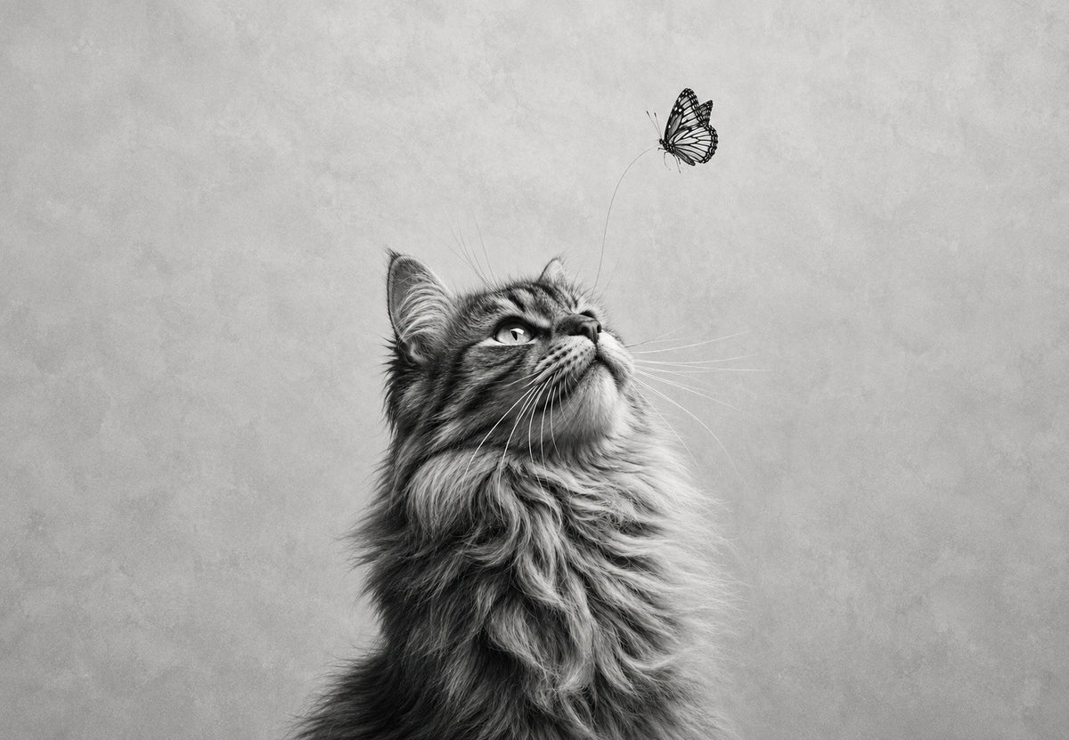 La farfalla sopra il gatto (Orizzontale)