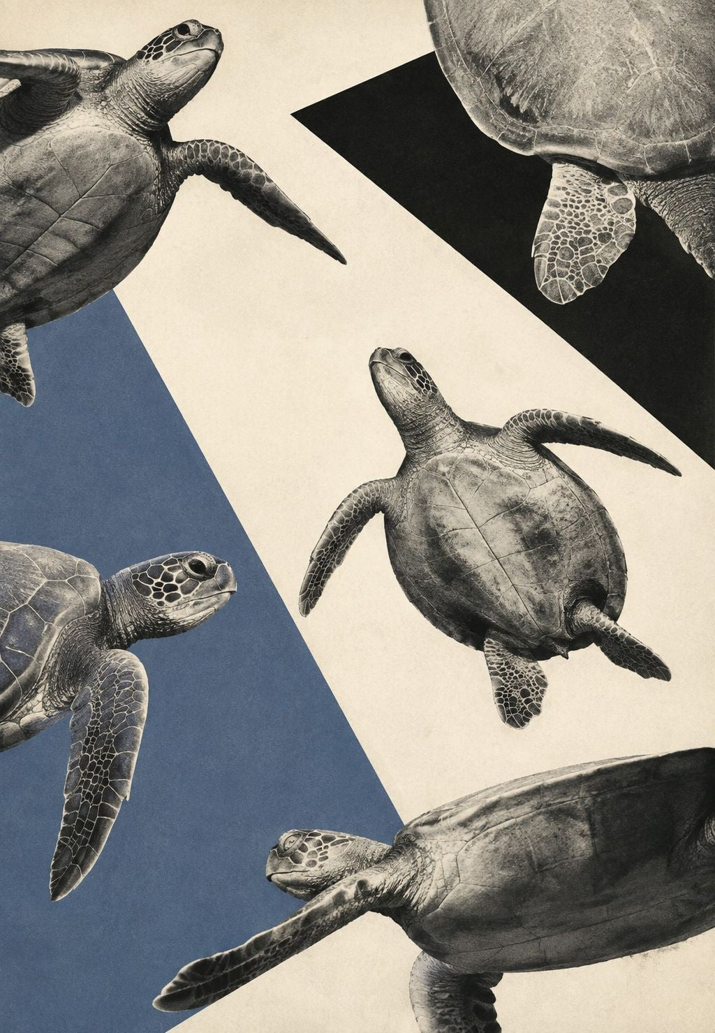 Flight of Sea Turtles