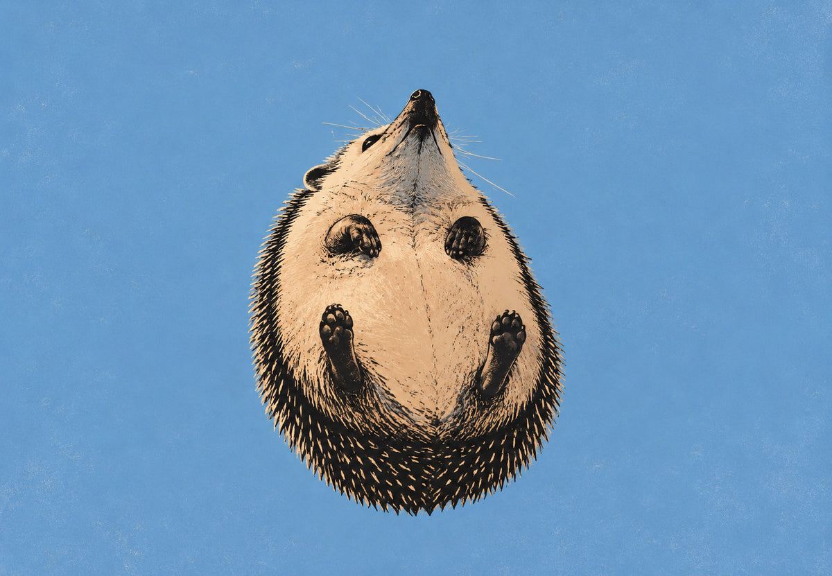 Neugieriger Igel (Querformat)