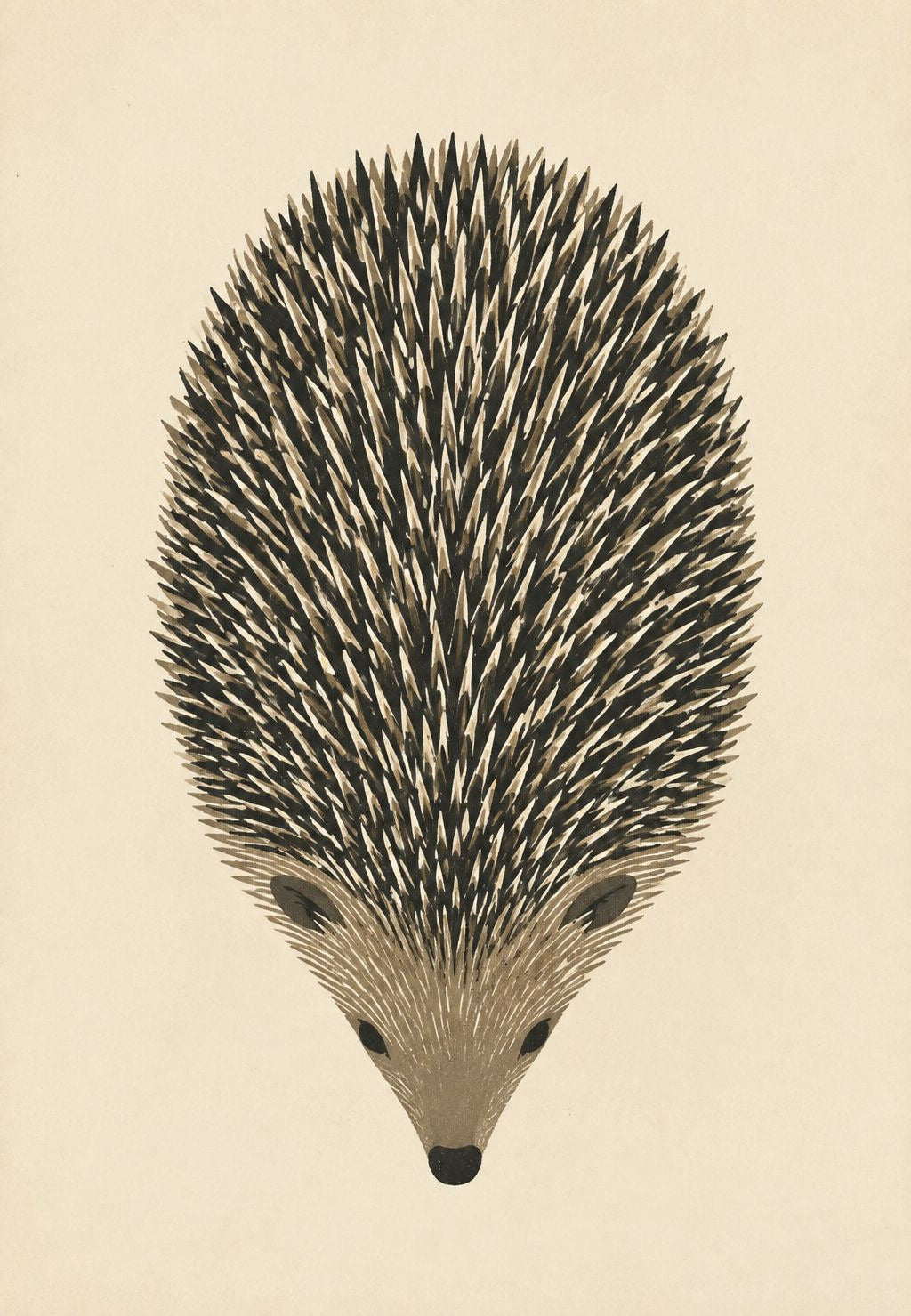 Igel von oben gesehen