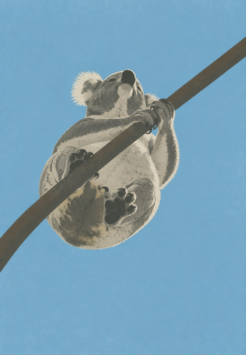 Koala privijen uz granu