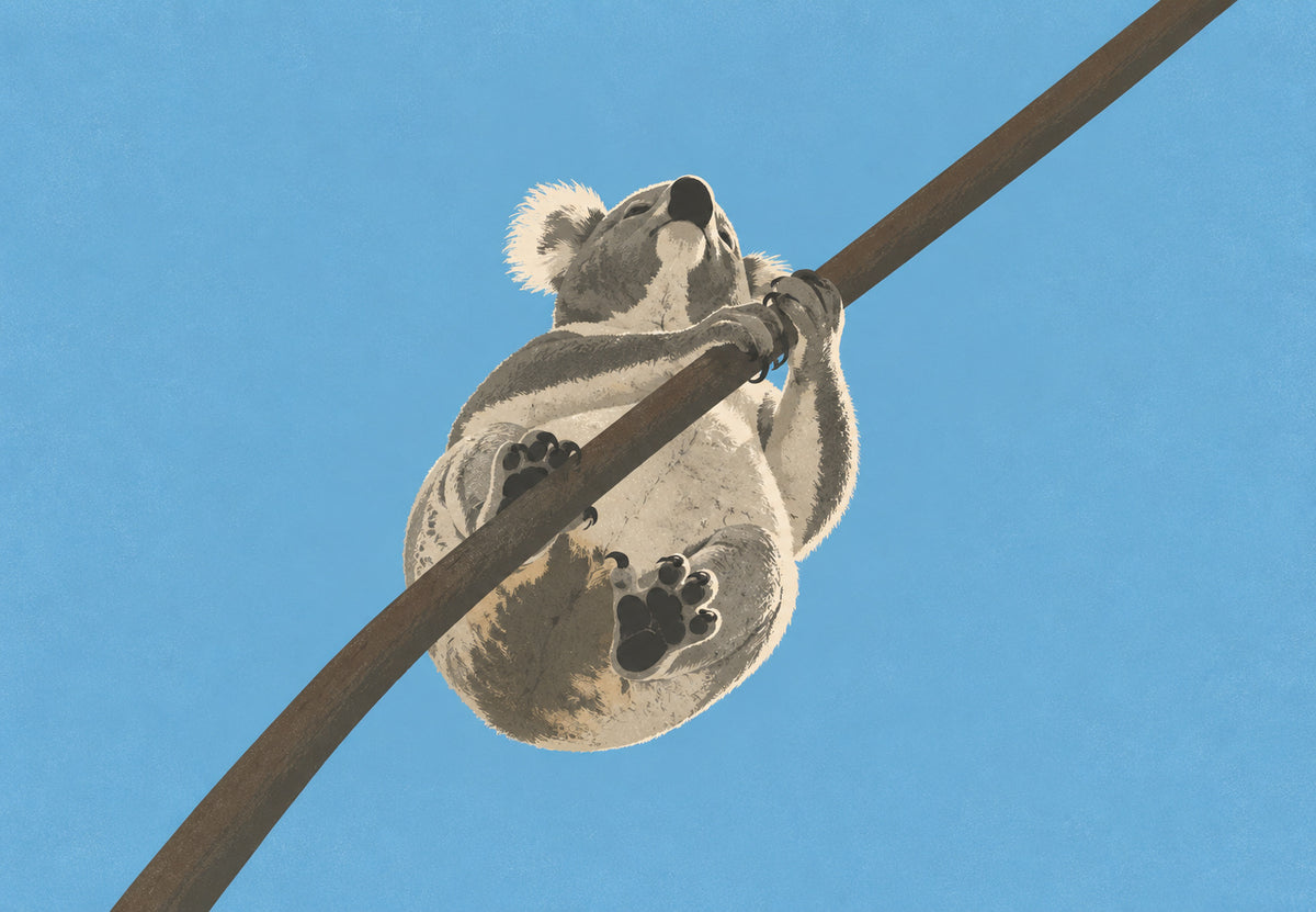 Koala an seinem Ast (Querformat)