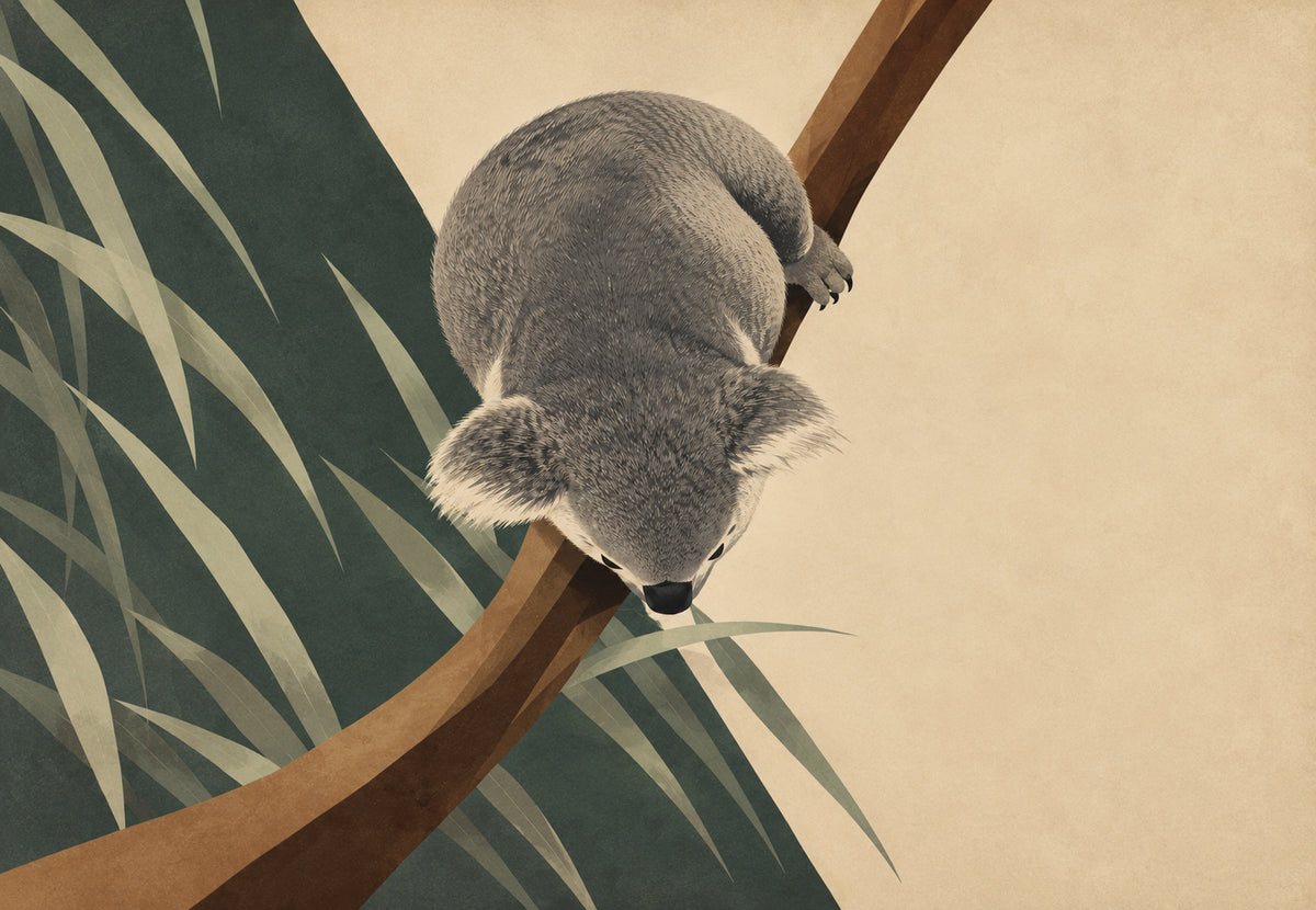 Koala s glavom prema dolje (Vodoravno)