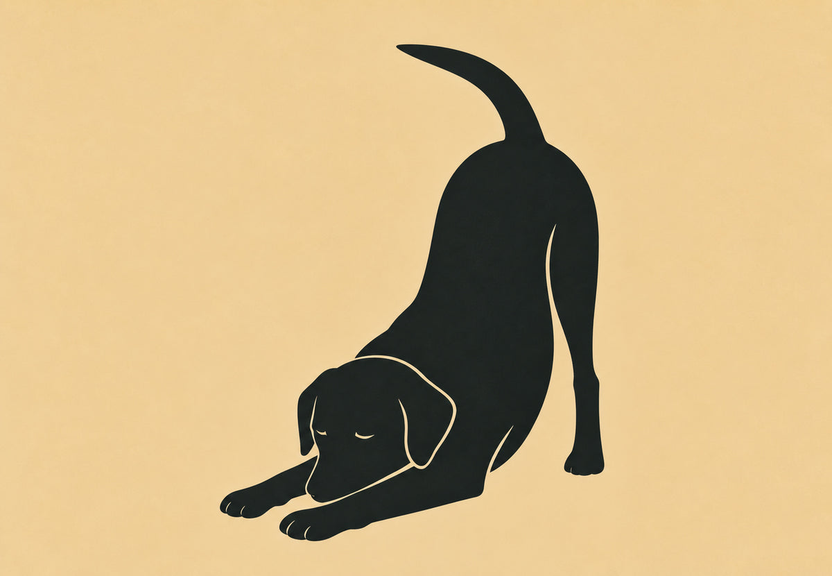Sich streckender schwarzer Labrador (Querformat)
