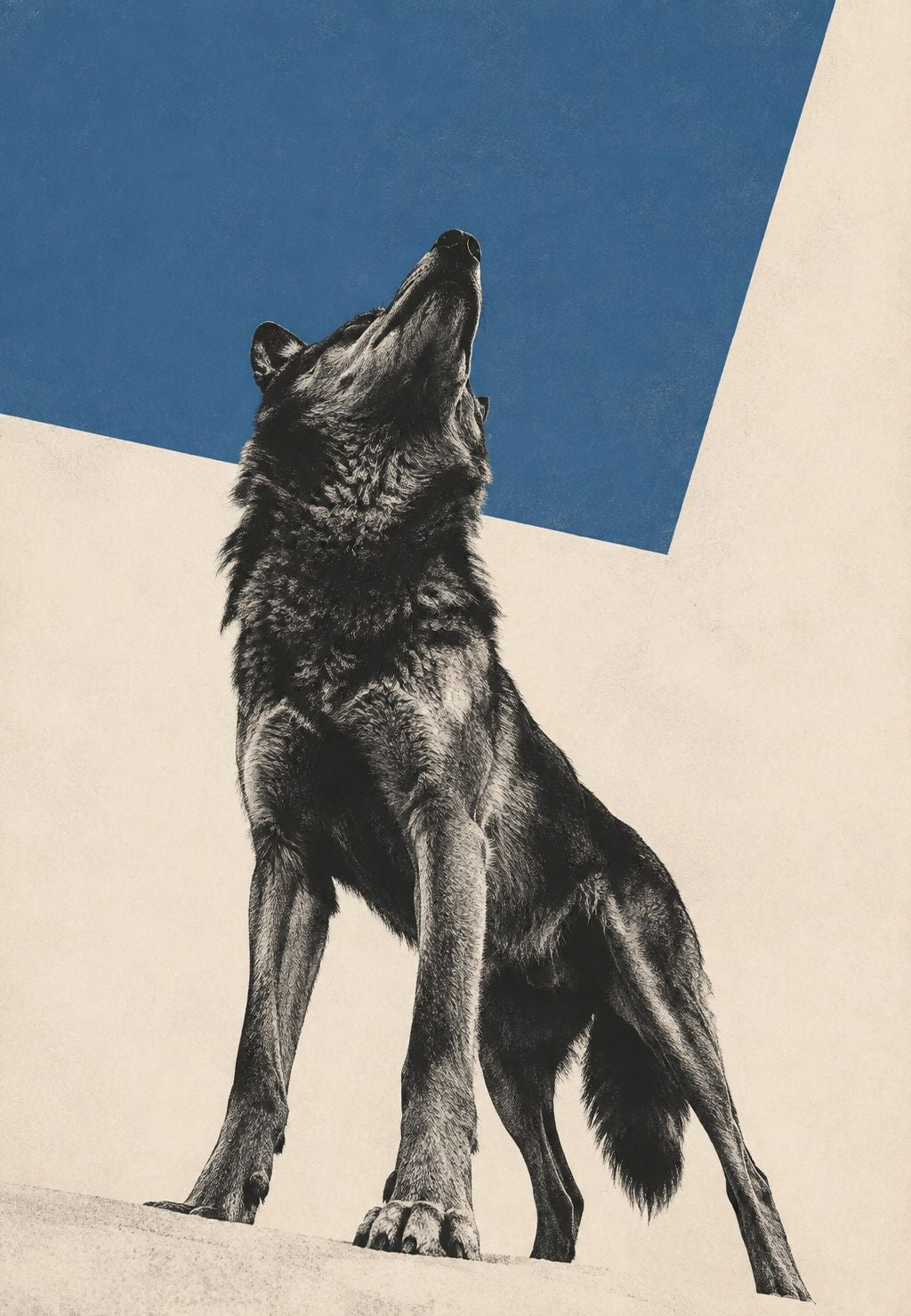 El lobo aúlla hacia el cielo azul