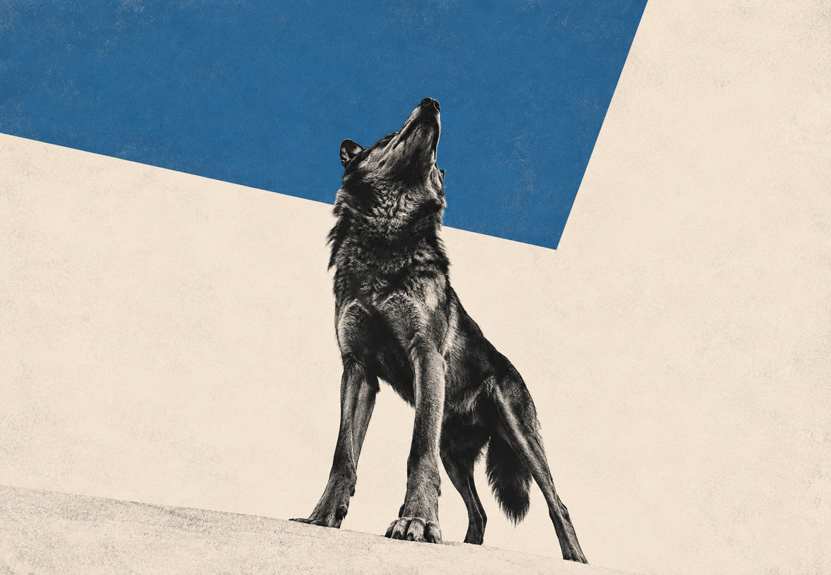 Der Wolf heult zum blauen Himmel (Querformat)