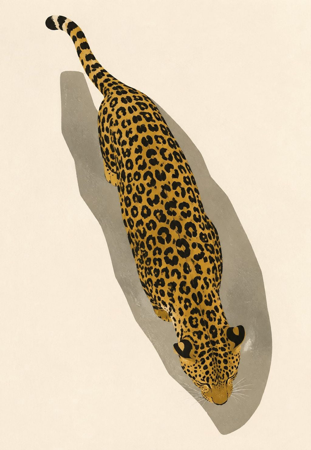 Leopard von oben gesehen