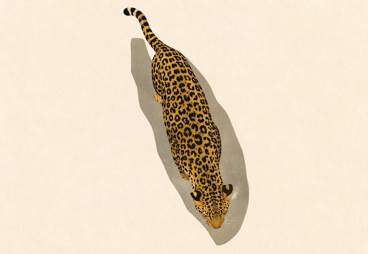 Leopard von oben gesehen (Querformat)