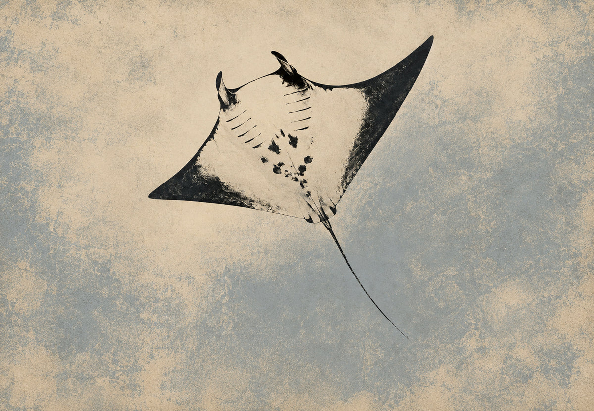 Mantarochen im Flug (Querformat)