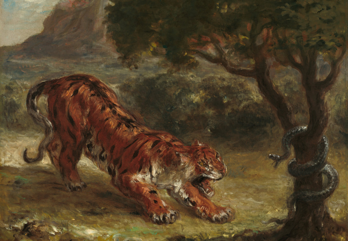 Tiger Facing a Snake