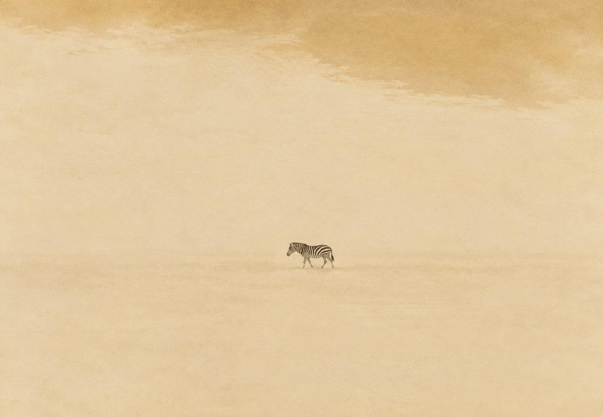Zebra im goldenen Nebel (Querformat)