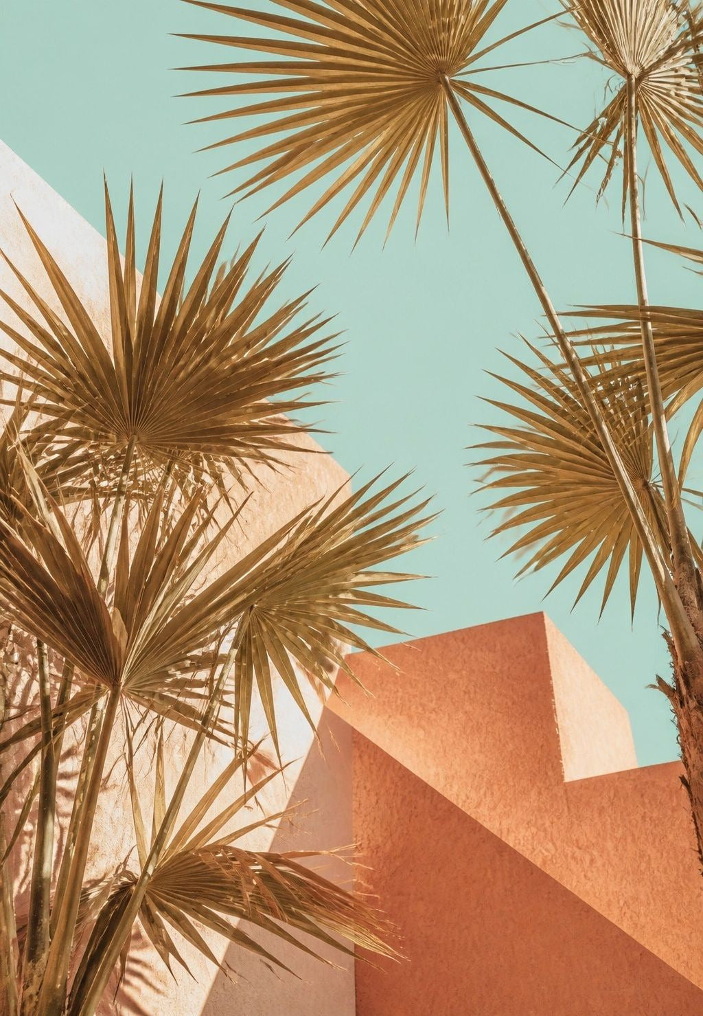 Palmeras doradas y fachadas ocres