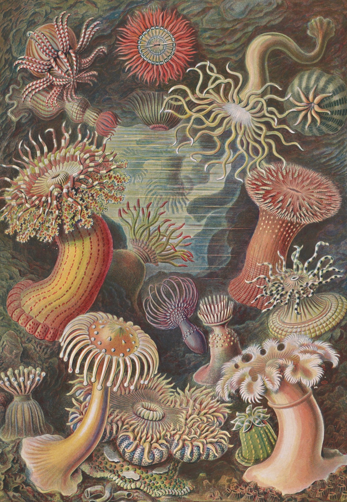 Morske anemone