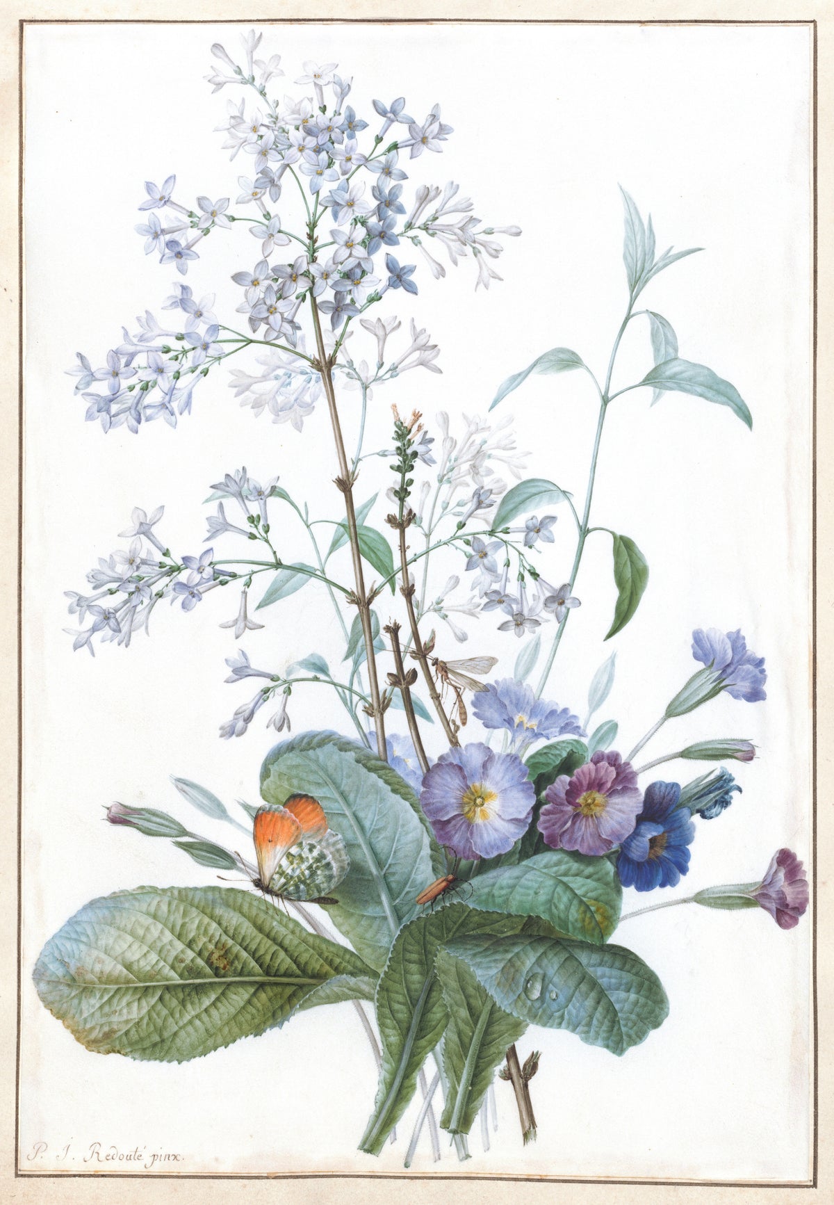 Bukett blommor med insekter
