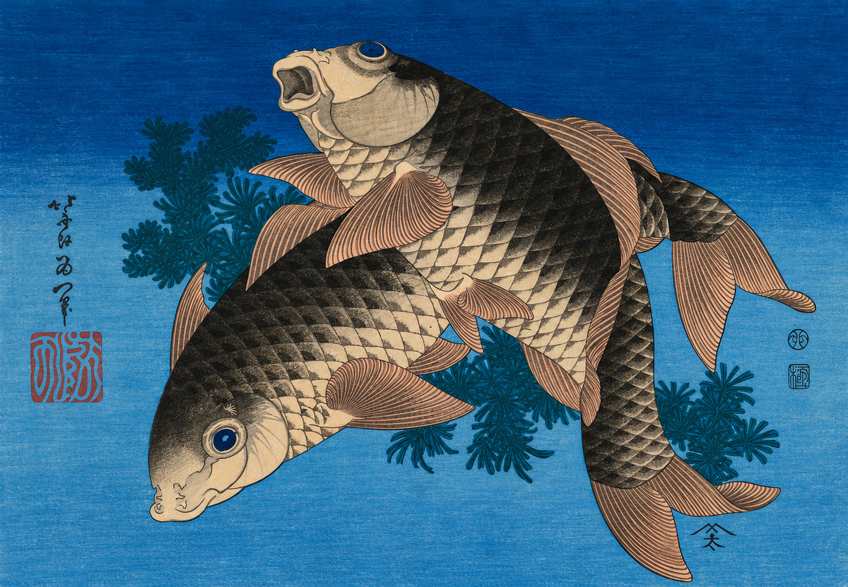 Carpe tra le erbe acquatiche
