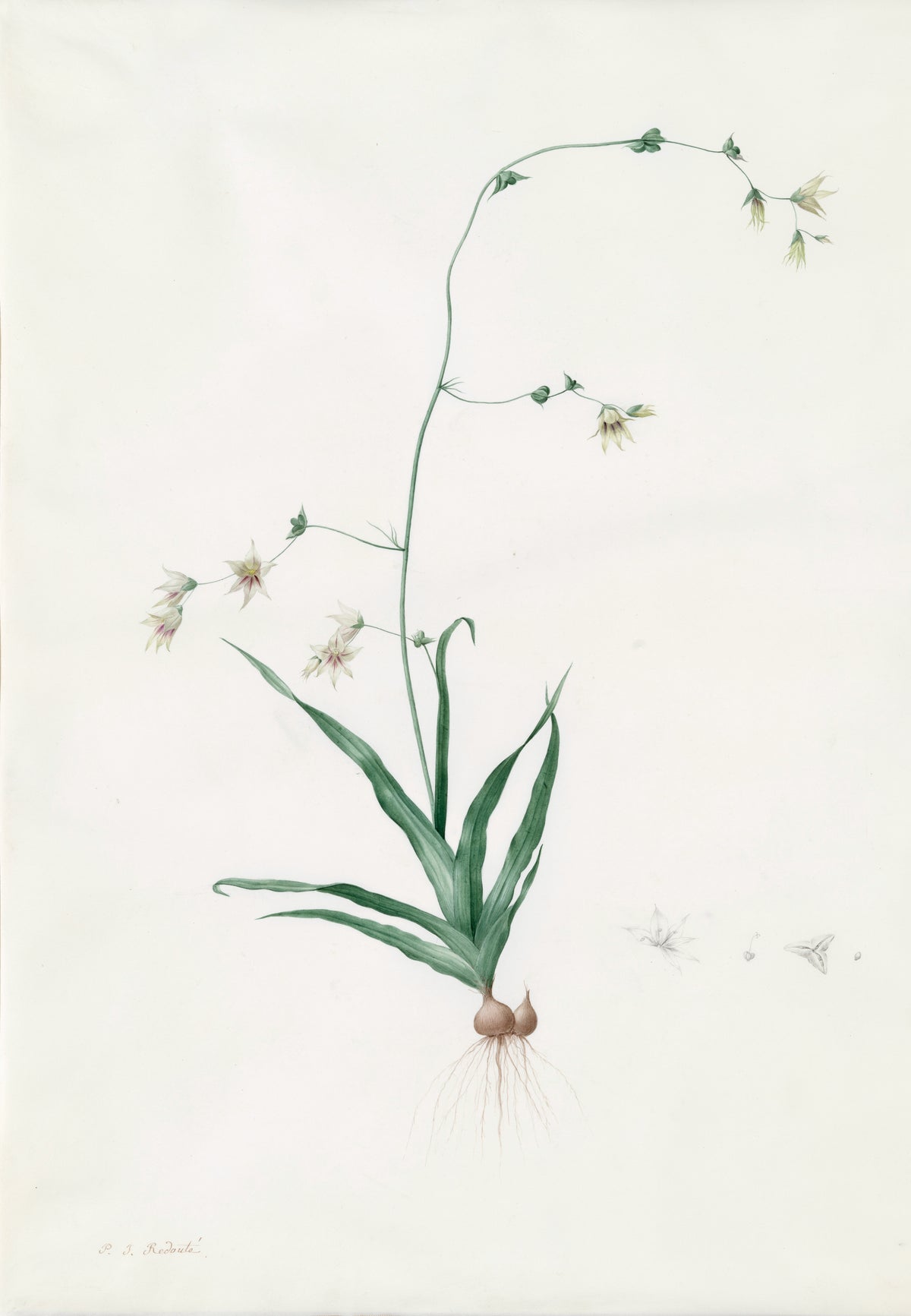 Diasia iridifolia