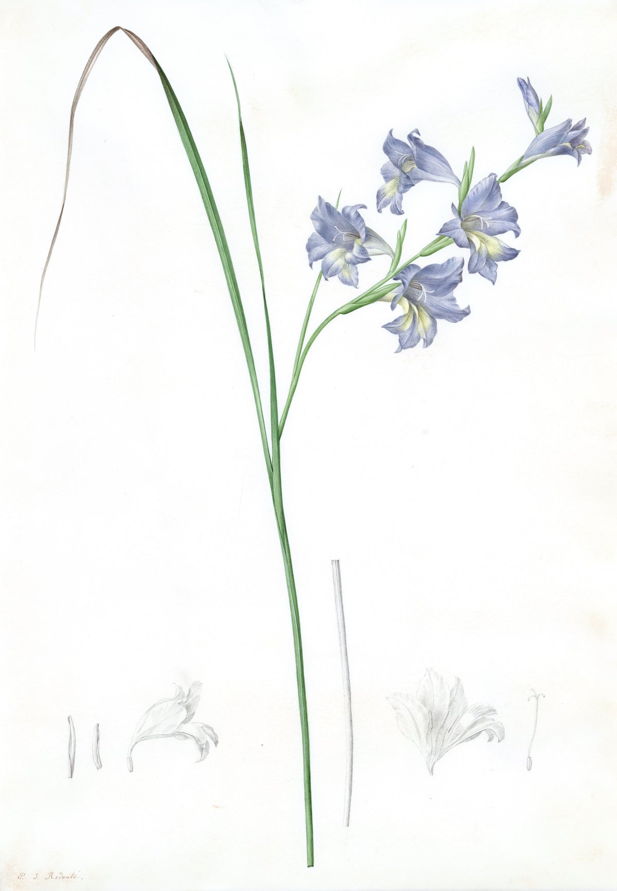 Gladiolus ringens