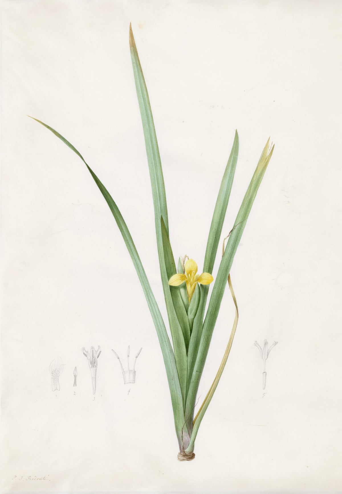 Iris curtopetala