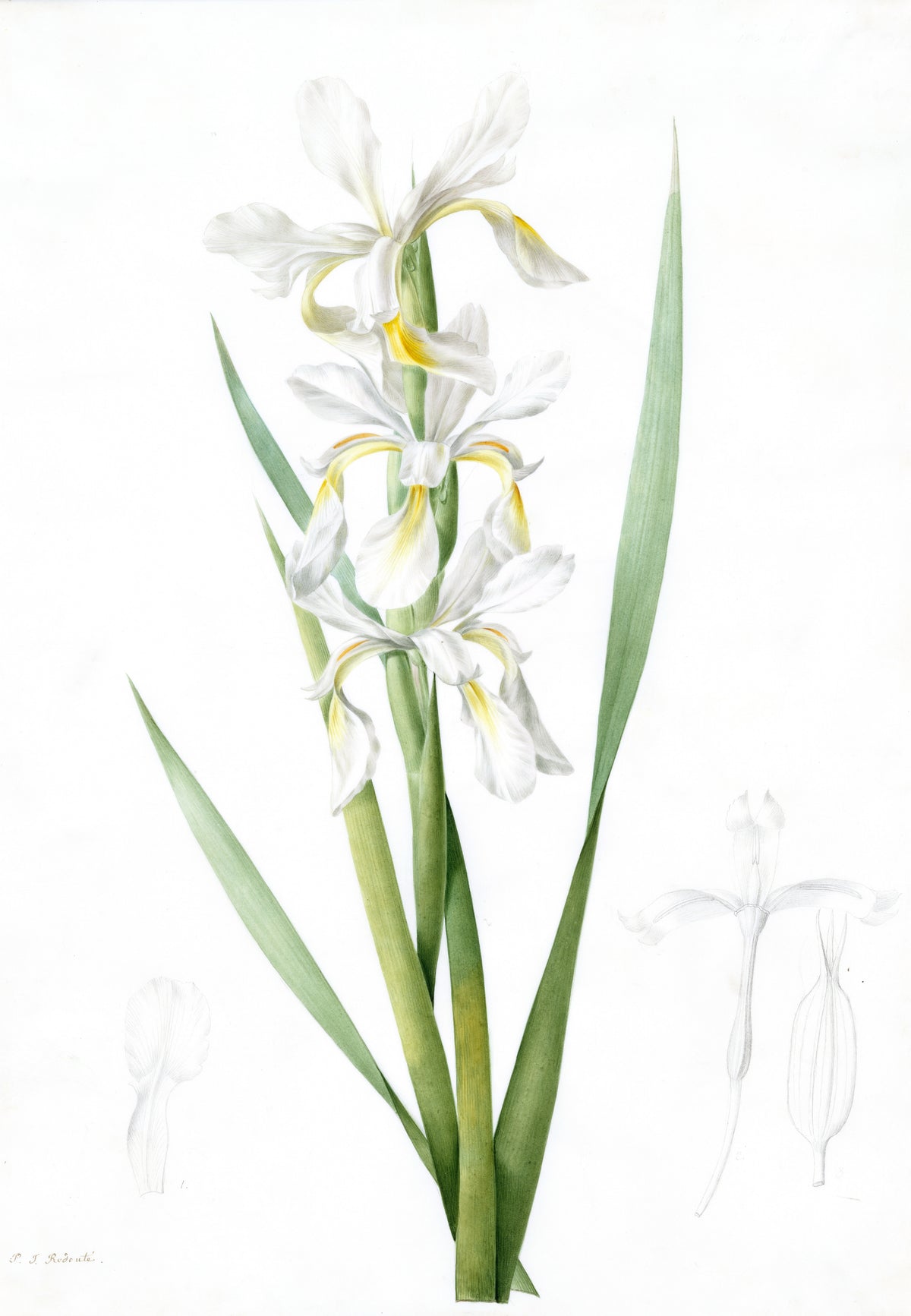 Iris ochroleuca