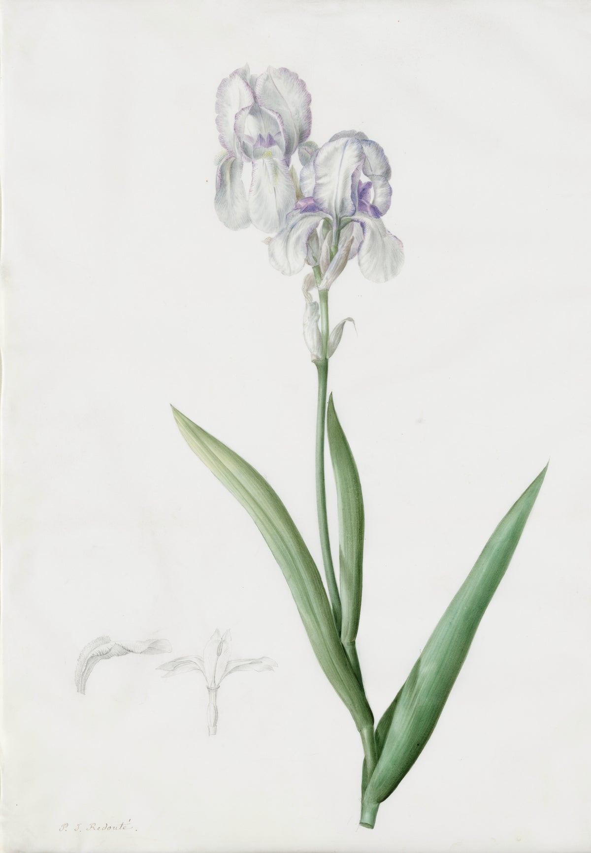 Iris Swertii