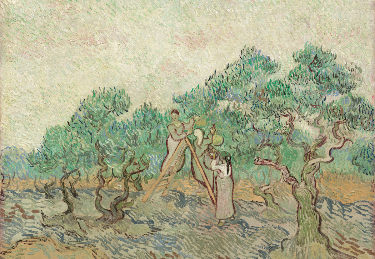 L'oliveto