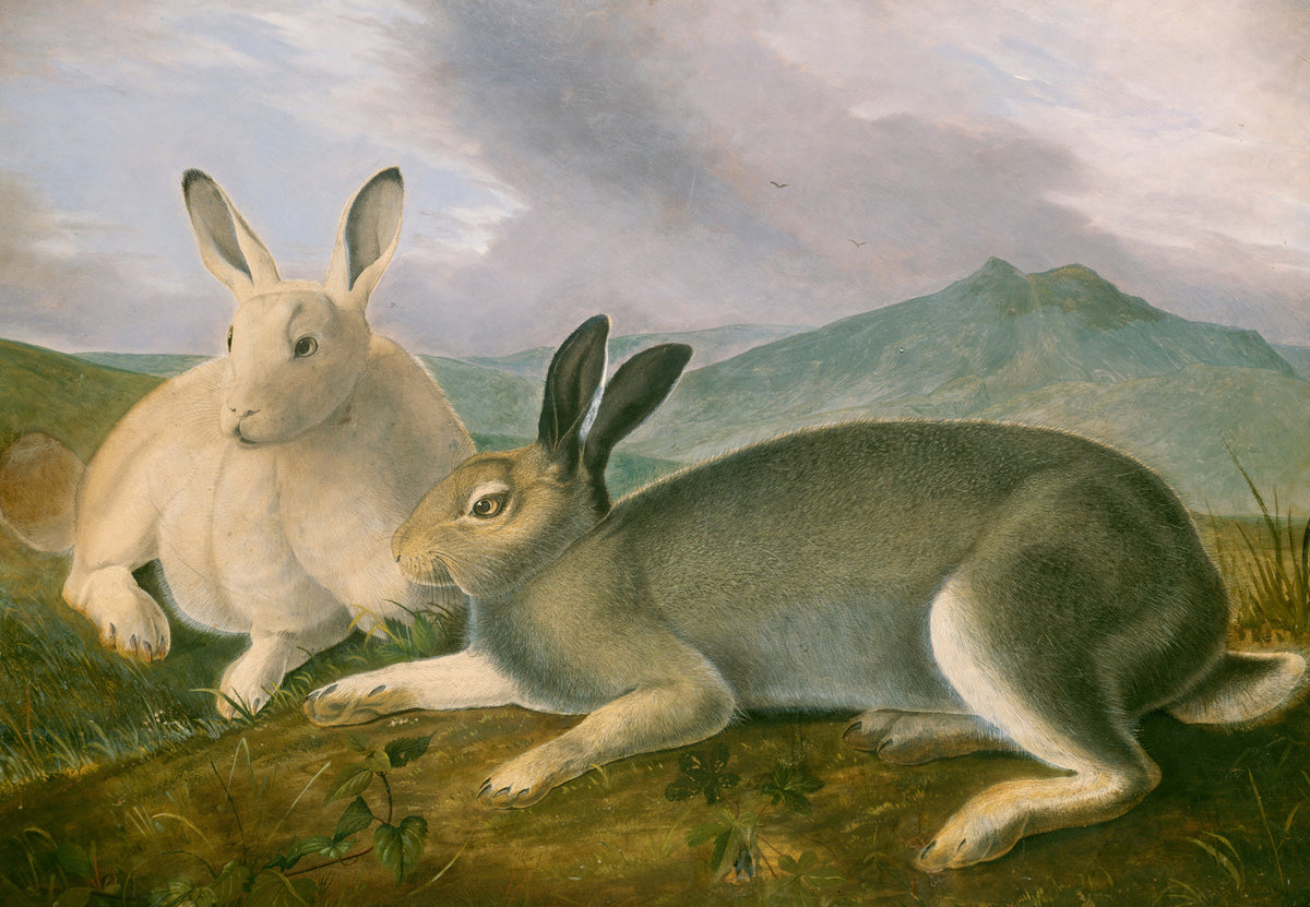 Arctic Hares