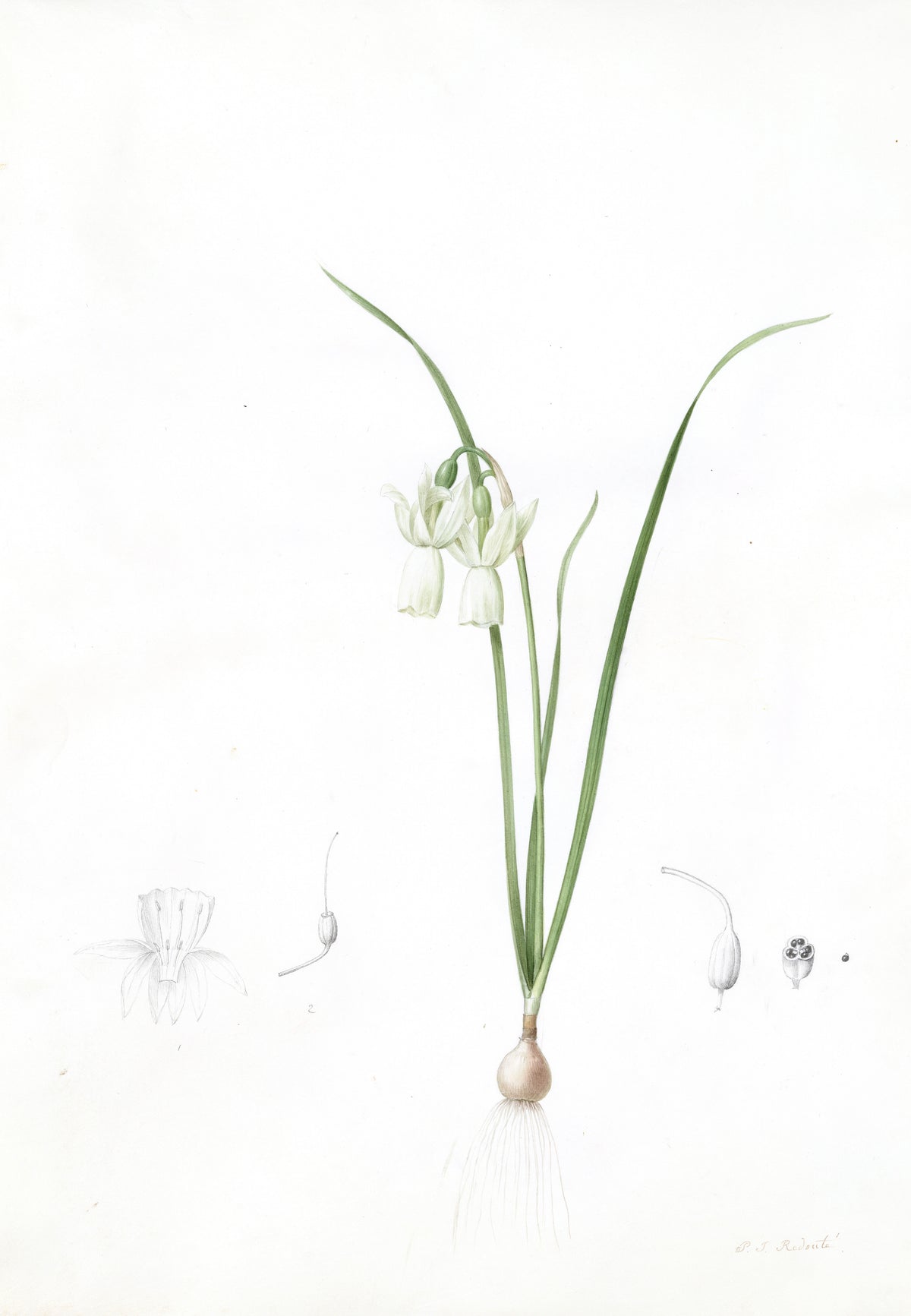 Narcissus calathinus