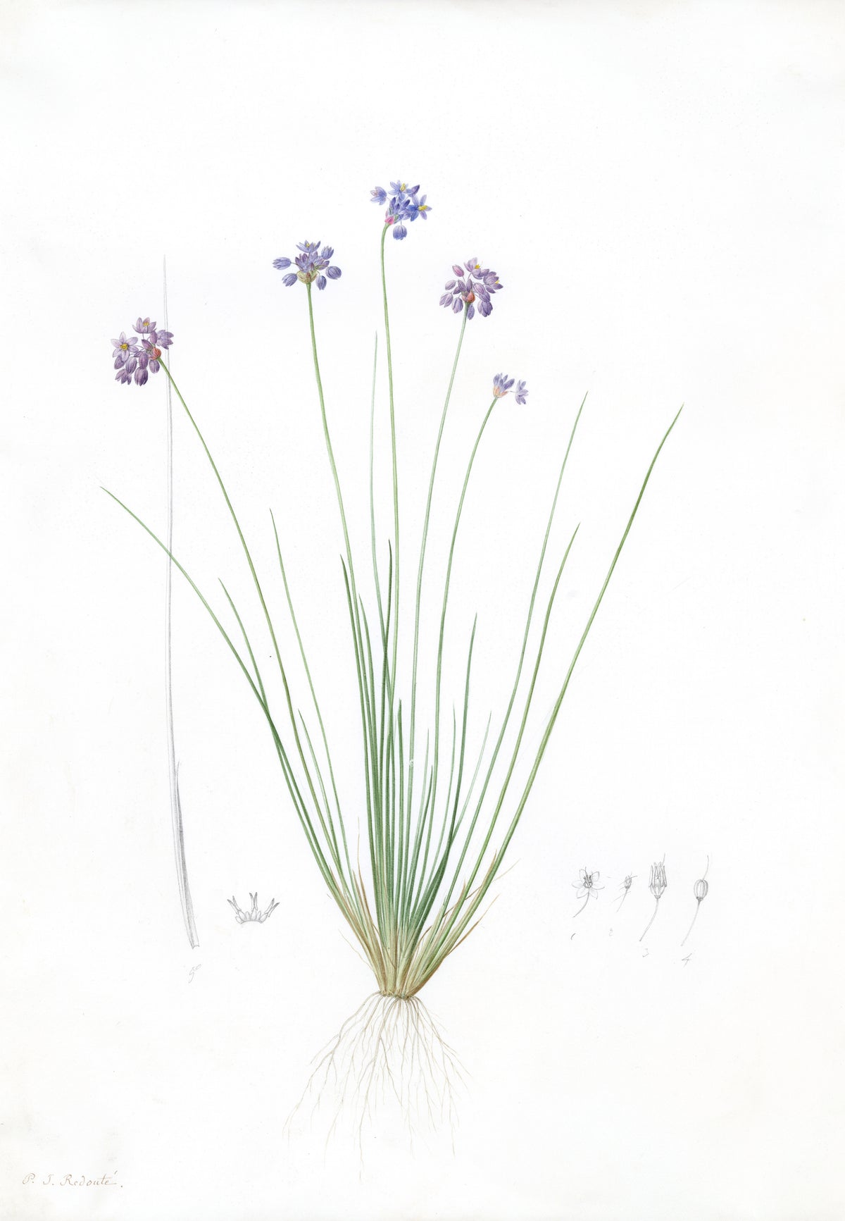 Sowerbaea juncea