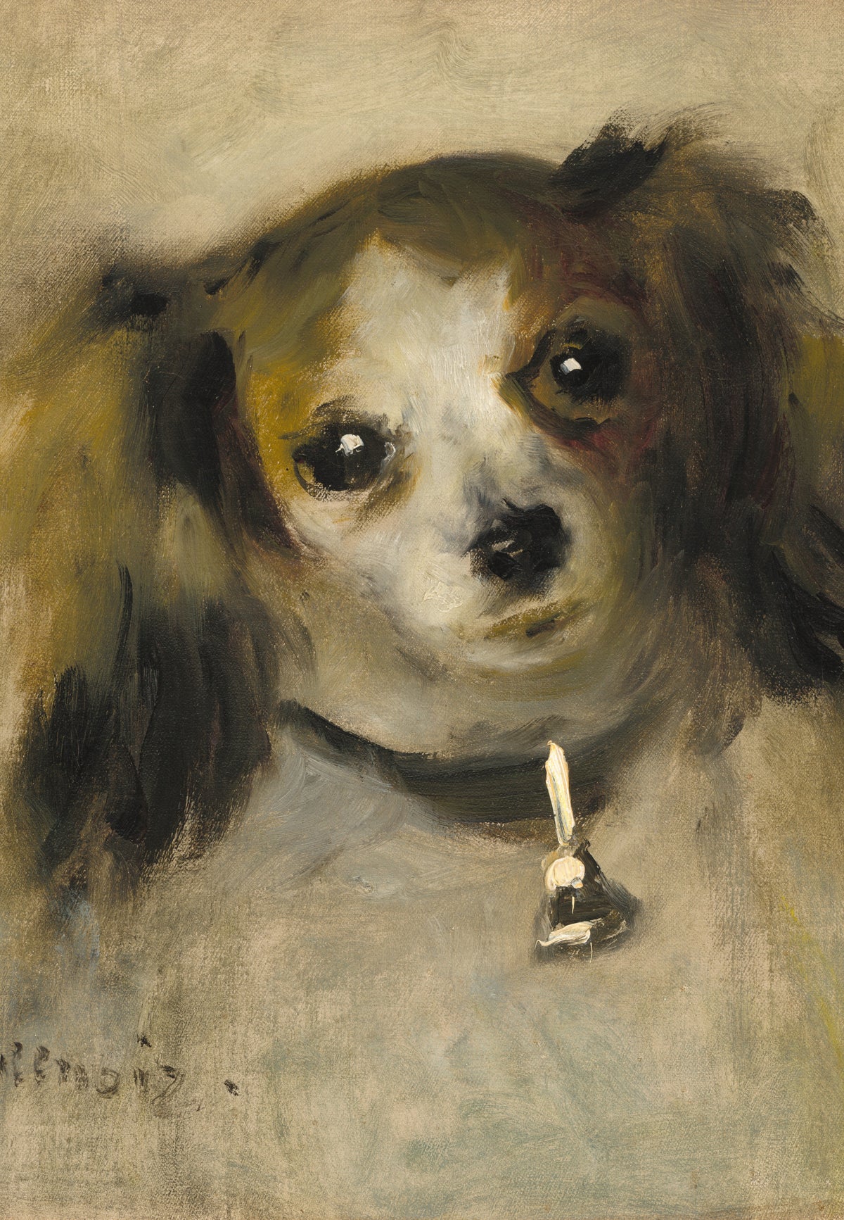 Testa di cane