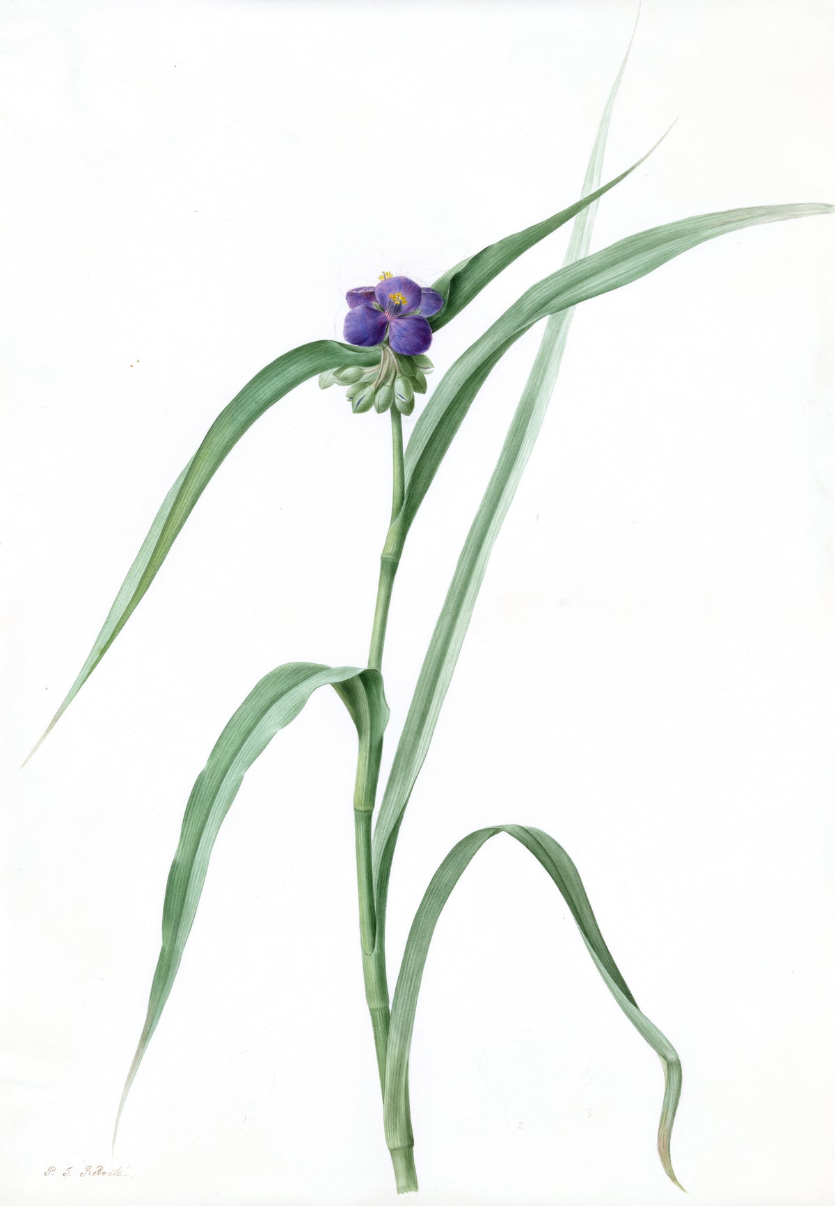 Tradescantia virginica