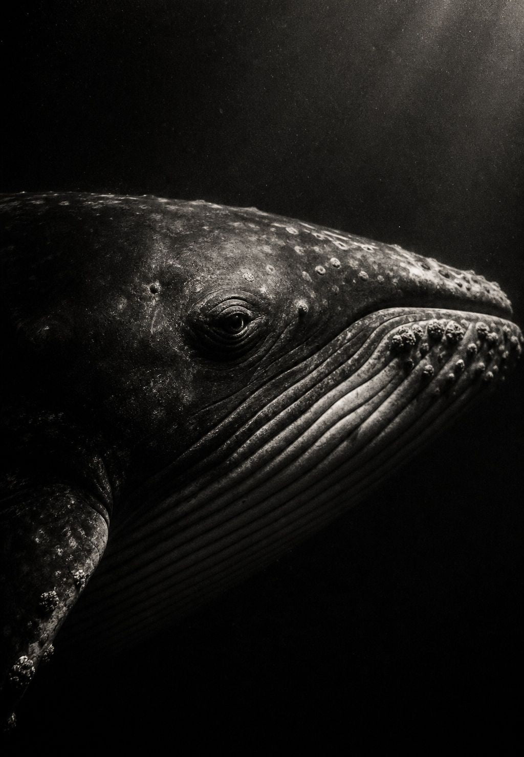 Walvis uit de diepte