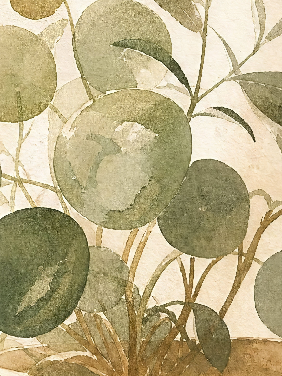 Detail a taille reelle du tirage, affiche botanique plante pilea rebord fenetre