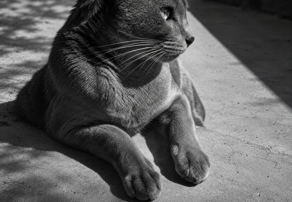 Le chat dans la lumière du soir (Paysage)