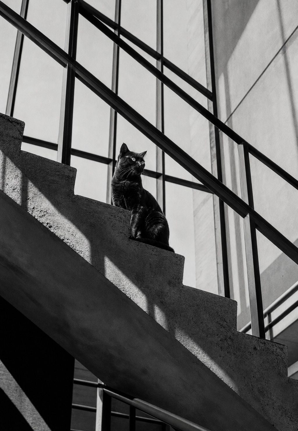 Die Katze auf der Treppe