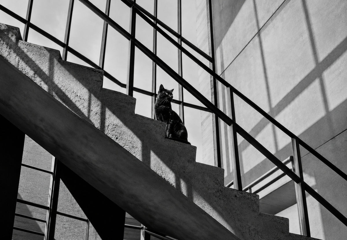 Il gatto sulla scala (Orizzontale)