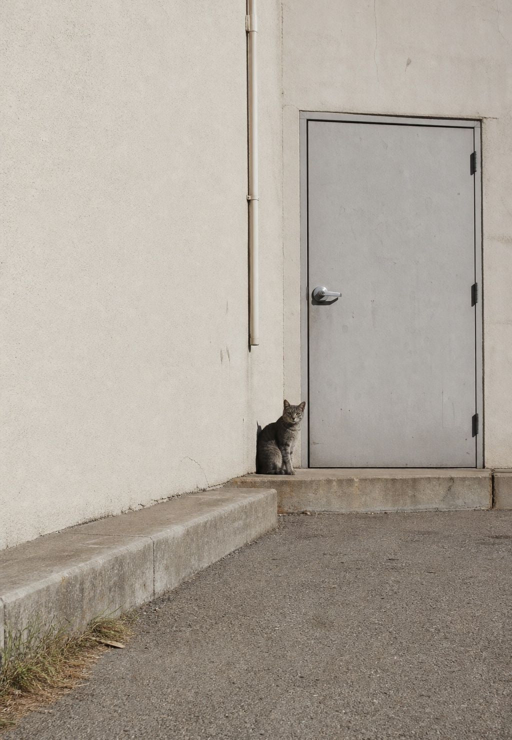 Die kleine Katze vor der Metalltür