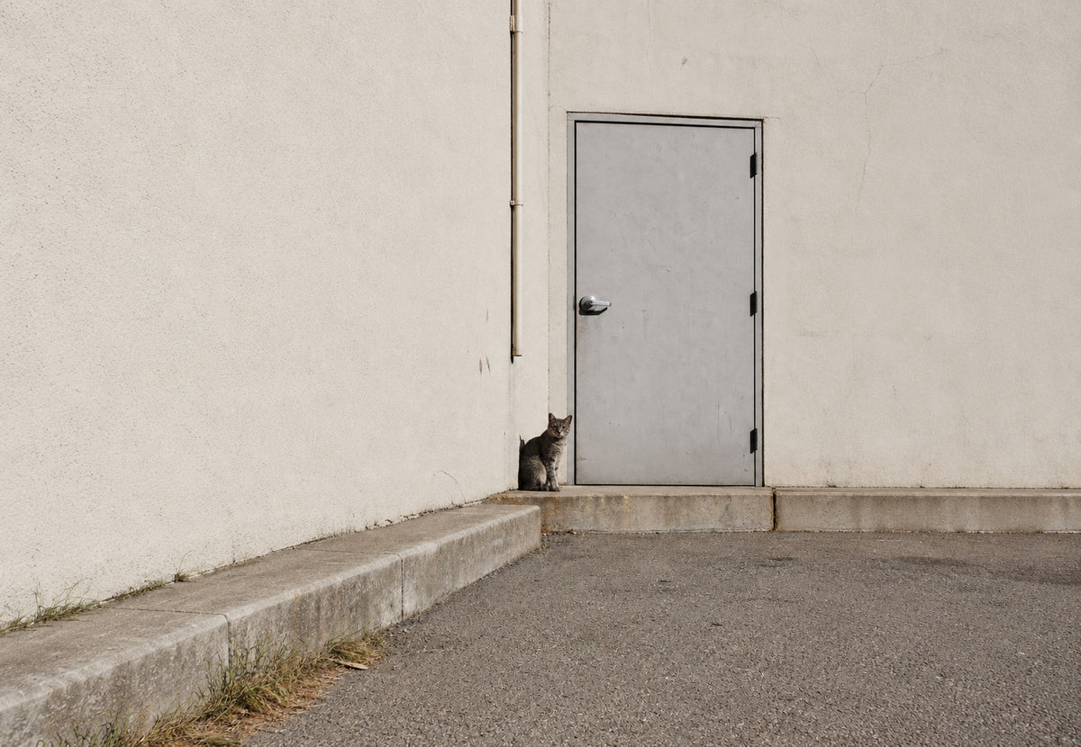 The little cat before the metal door (Landscape)
