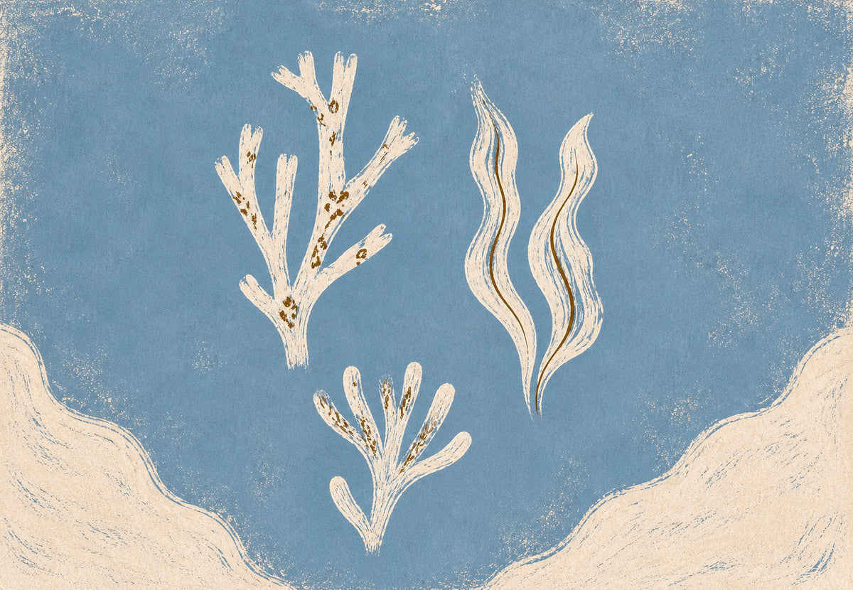 Weiße Korallen auf dem Blau (Querformat)