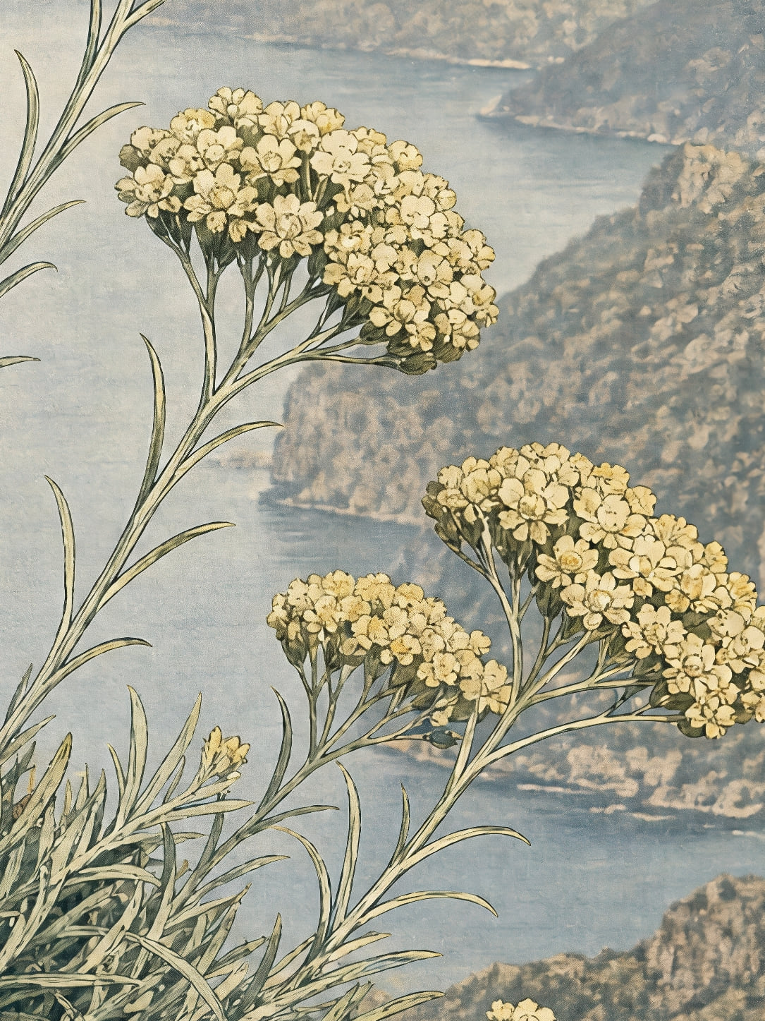 Detail a taille reelle du tirage, affiche corse immortelles au dessus du golfe
