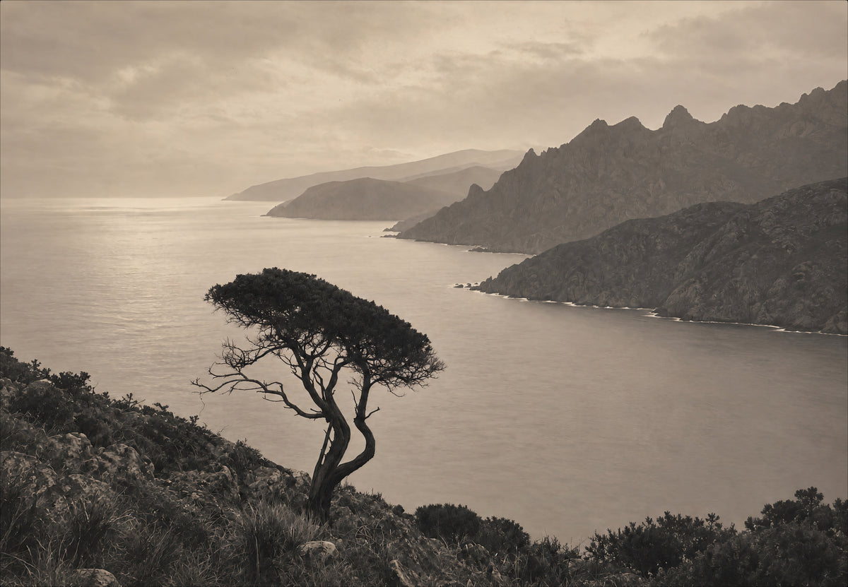 The pine leaning over the gulf (Landscape)