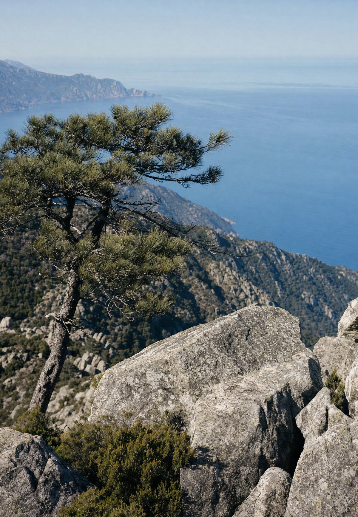 Corse - Les pins veillent sur la mer