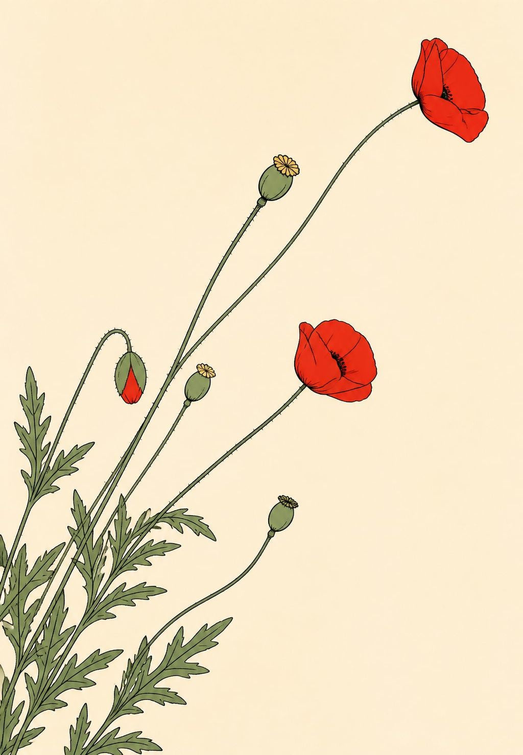 Papaveri e capsule