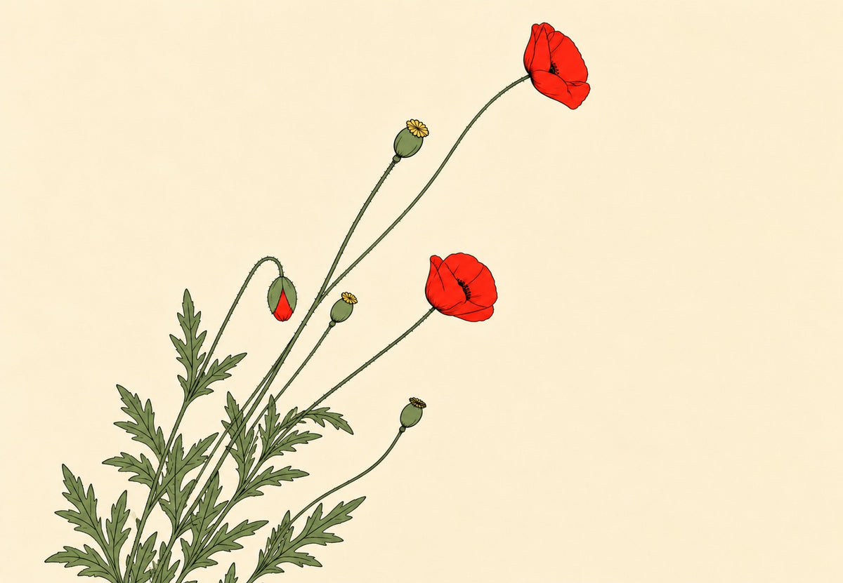Poppies and Seed Pods (Landscape)