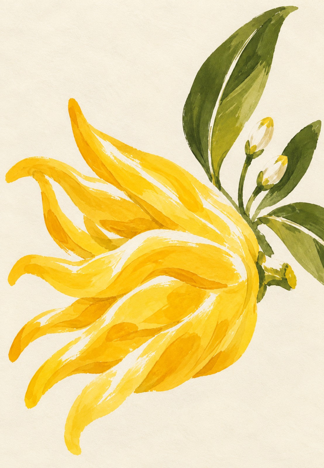 Gele bloem met slanke bloemblaadjes