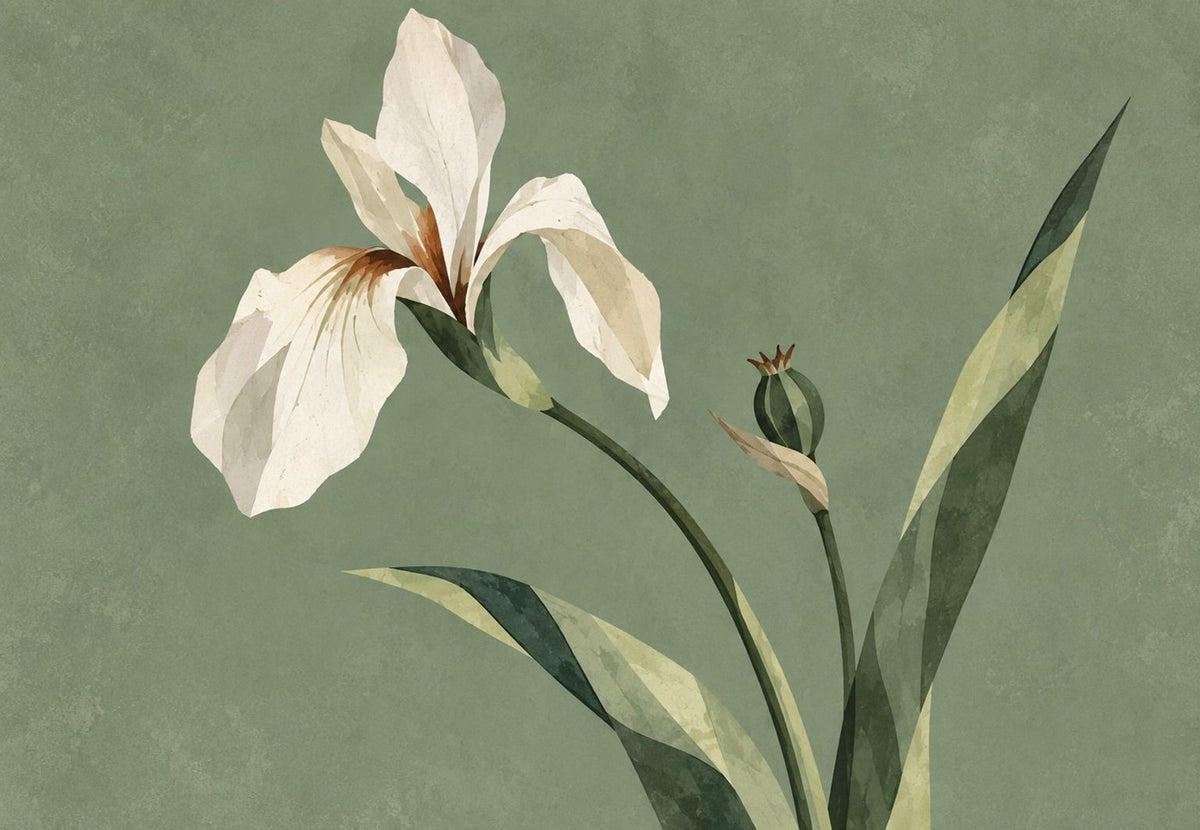 Weiße Iris in Blüte