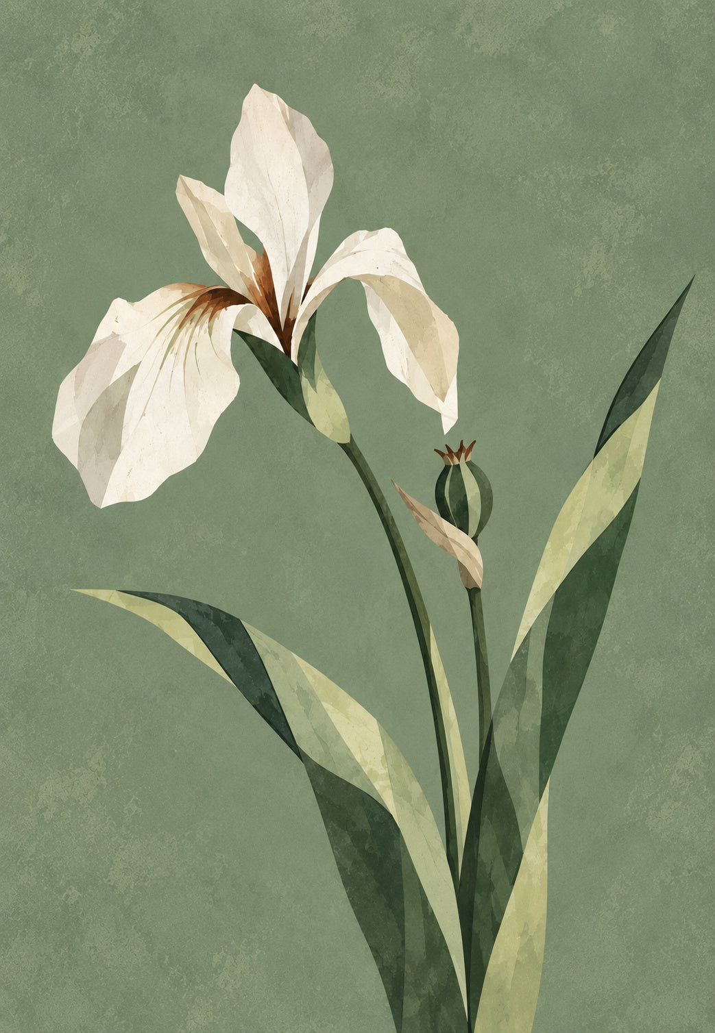 Iris blanc en fleur