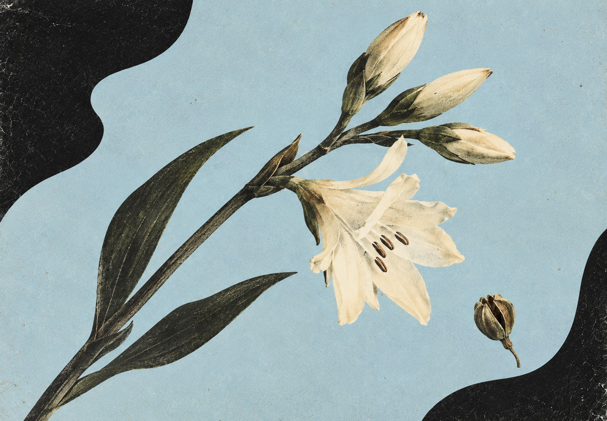 Lilienknospen vor hellem Himmel (Querformat)