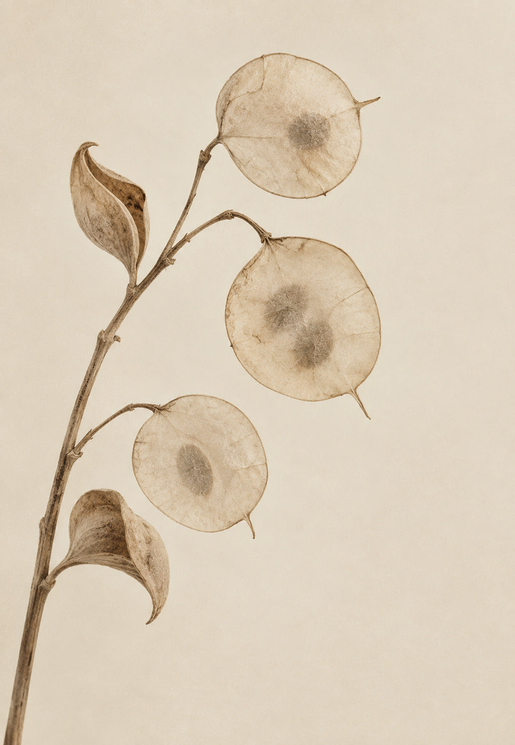Rama seca de lunaria